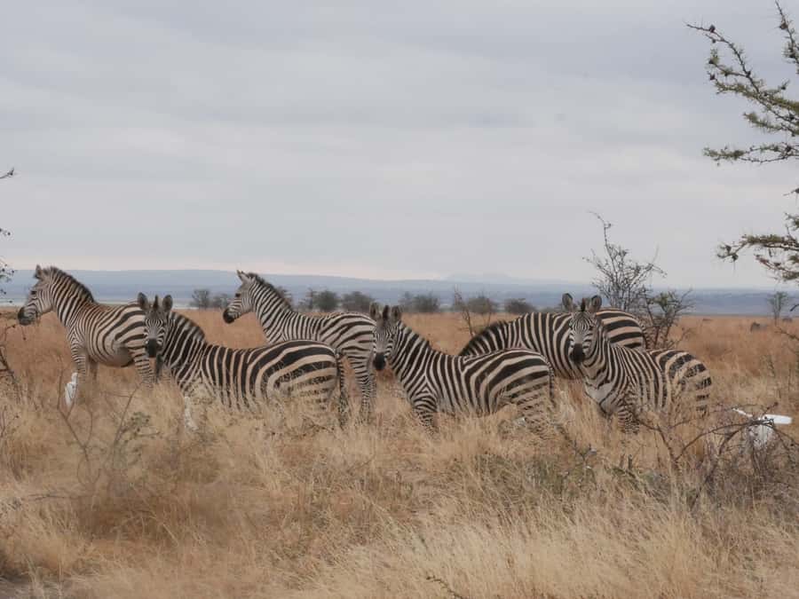 From Zanzibar: Nyerere National Park Game Drive with Lunch - Key points at a glance