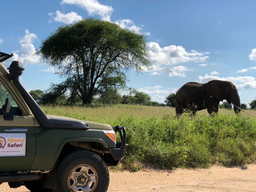 From Zanzibar: Nyerere National Park Game Drive with Lunch - Why this Zanzibar safari is worth considering