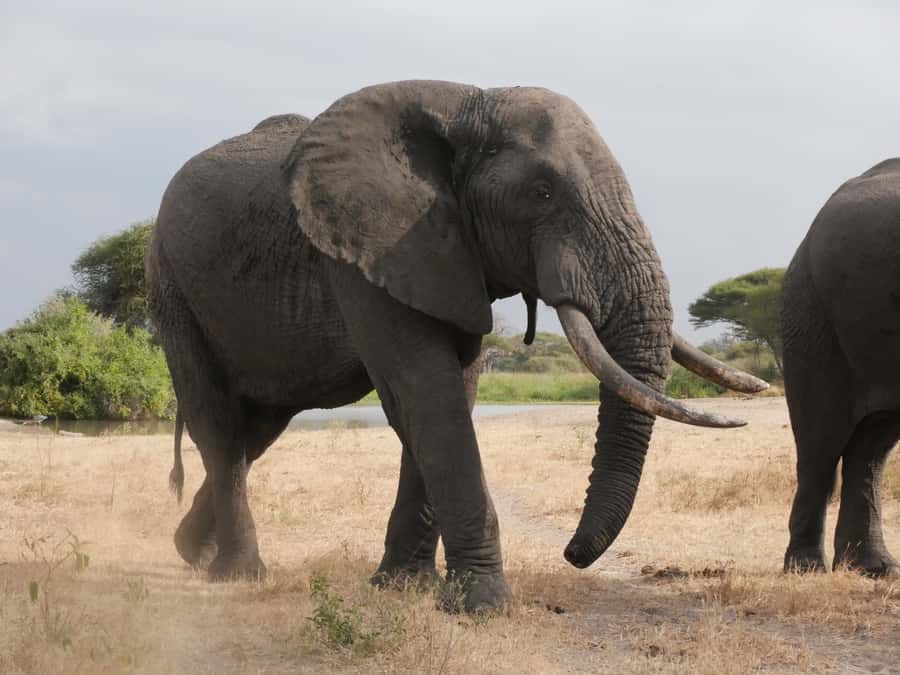 From Zanzibar: Nyerere National Park Game Drive with Lunch - Entering Nyerere National Park by game vehicle