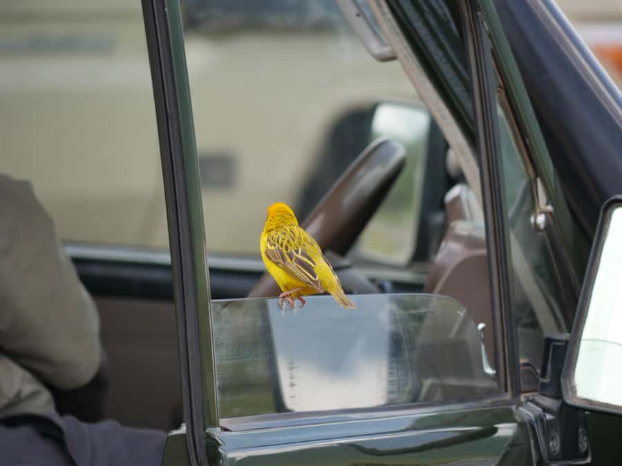 From Zanzibar: Nyerere National Park Game Drive with Lunch - The bush lunch at 1:30 PM