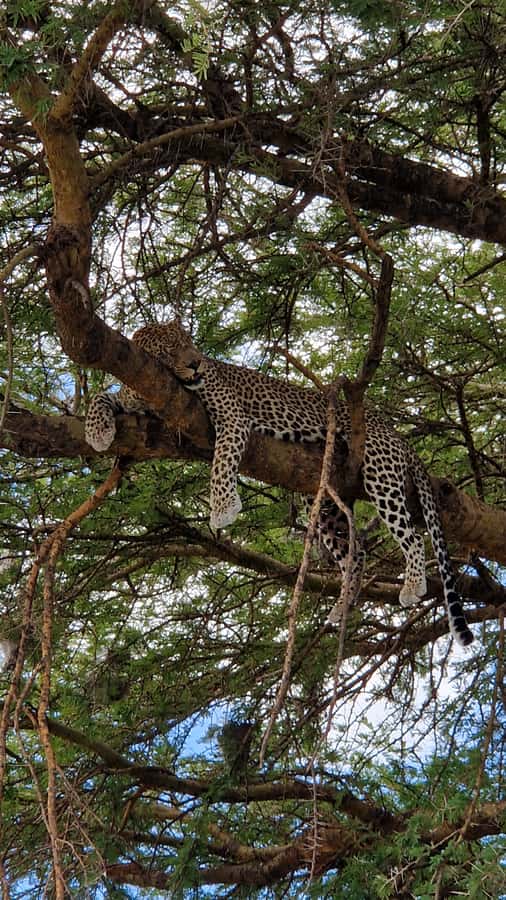 From Zanzibar: Nyerere National Park Game Drive with Lunch - Who should book this day trip?