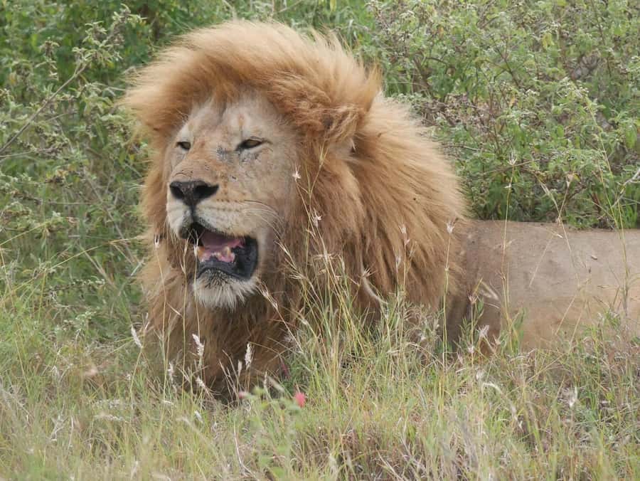 From Zanzibar: Nyerere National Park Game Drive with Lunch - The early pickup and flight to Mtemere