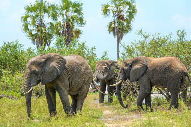 From Zanzibar: Selous Game Reserve Day Safari with Flights - Seven hours among Rufiji’s wildlife