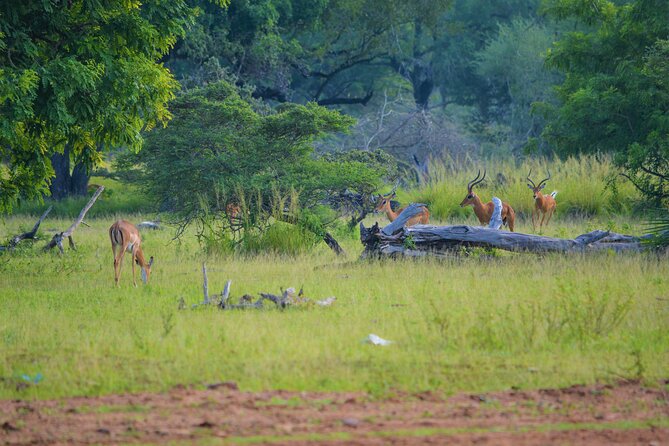 From Zanzibar: Selous Game Reserve Day Safari with Flights - What the $464.39 price really covers