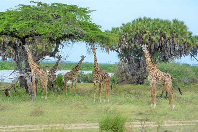 From Zanzibar: Selous Game Reserve Day Safari with Flights - Landing in Selous and meeting the safari team
