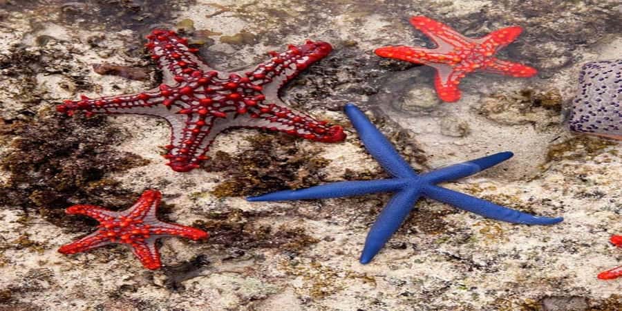 From Zanzibar: Starfish, Blue Lagoon, & The Rock Restaurant - Why this Zanzibar combination works