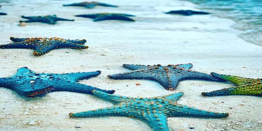 From Zanzibar: Starfish, Blue Lagoon, & The Rock Restaurant - The private guide and boat setup