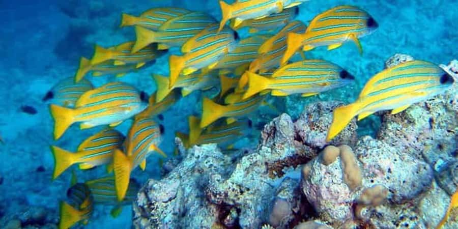 From Zanzibar: Starfish, Blue Lagoon, & The Rock Restaurant - Should you book this Starfish Beach tour?
