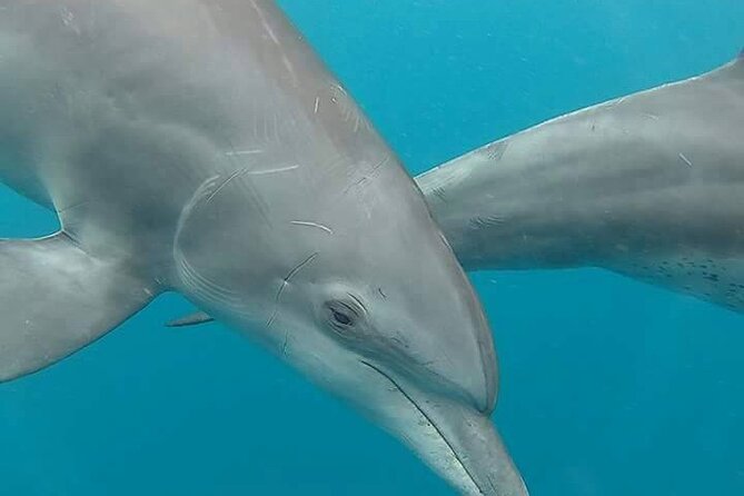 Full day Dolphin tour, Nungwi and Kendwa Beach Tour with Lunch - Why this Zanzibar day tour works