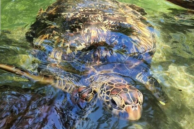 Full day Dolphin tour, Nungwi and Kendwa Beach Tour with Lunch - Nungwi village: dhows, fish, and daily work