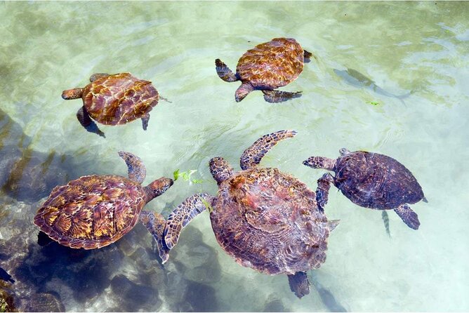 Full day Dolphin tour, Nungwi and Kendwa Beach Tour with Lunch - Kendwa Beach: the right place to end a long day
