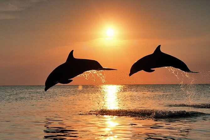 Full-Day Guided private Dolphins tour+ Monkeys + Stone town &spice Farm Zanzibar - Jozani Forest and Zanzibar’s red colobus monkeys