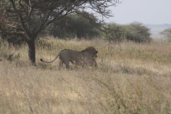 Full-Day Ngorongoro Crater private tour - Leaving the crater at 15:00