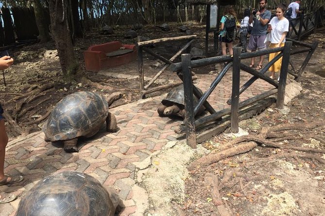 Full-day Prison Island, Nakupenda and Stone Town Tour with Lunch Buffet - Extra costs and what to pack