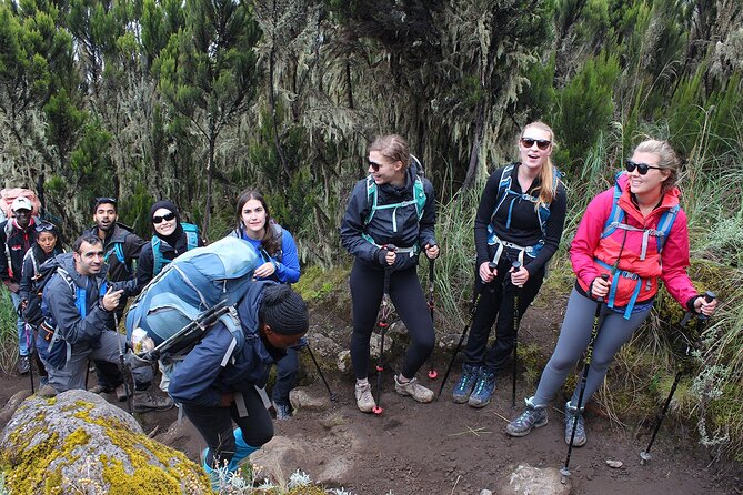Full Day Private Hiking Tour to Kilimanjaro Mountain - The climb to Mandara Hut
