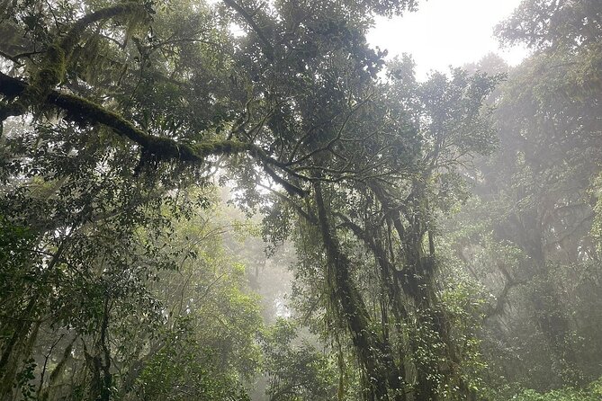 Full Day Private Hiking Tour to Kilimanjaro Mountain - Who should book this Kilimanjaro hike