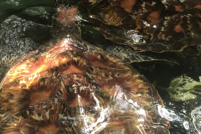 Full Day Private Mnemba Island + Turtles Aquarium & Kendwa Beach - What the $104 price really covers