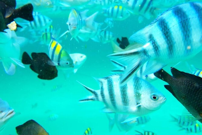 Full Day Private Mnemba Island + Turtles Aquarium & Kendwa Beach - Who will enjoy this Zanzibar day most?