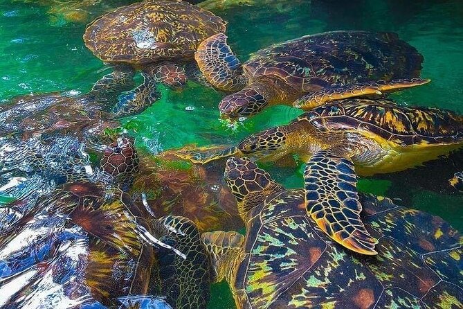 Full Day Private Mnemba Island + Turtles Aquarium & Kendwa Beach - Snorkeling around reserved coral reefs