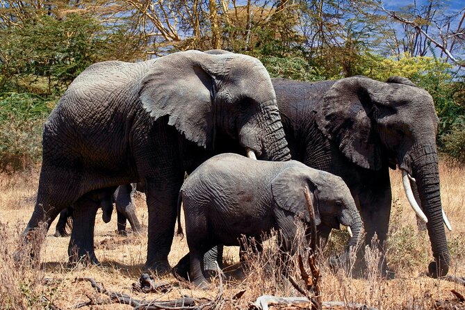 Full Day Private Safari - Tarangire National Park - Key points to know before booking
