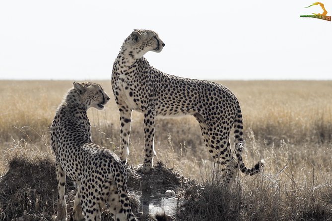 Full-Day Private Serengeti Safari from Mwanza - Leaving Mwanza at 6 a.m.