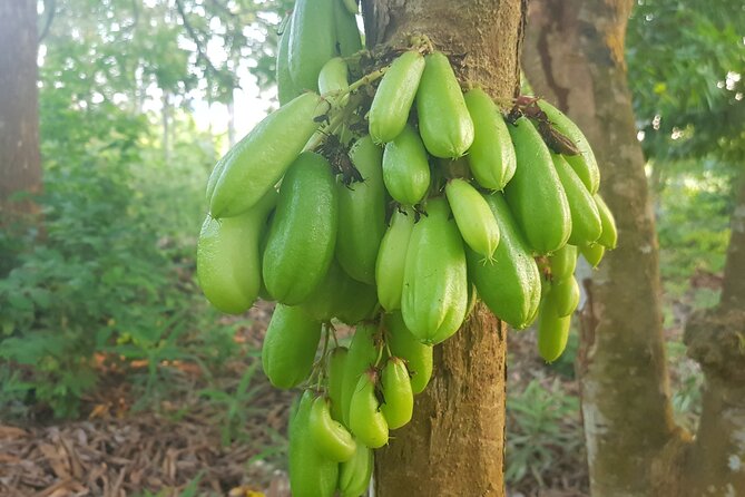 Full Day Private Spice Farm Stone Town and Prison Island - What the $90 price really covers