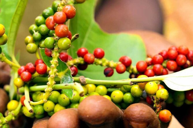 Full-Day Private Tour in Zanzibar with Cooking Class - The spice farm, from plant to product