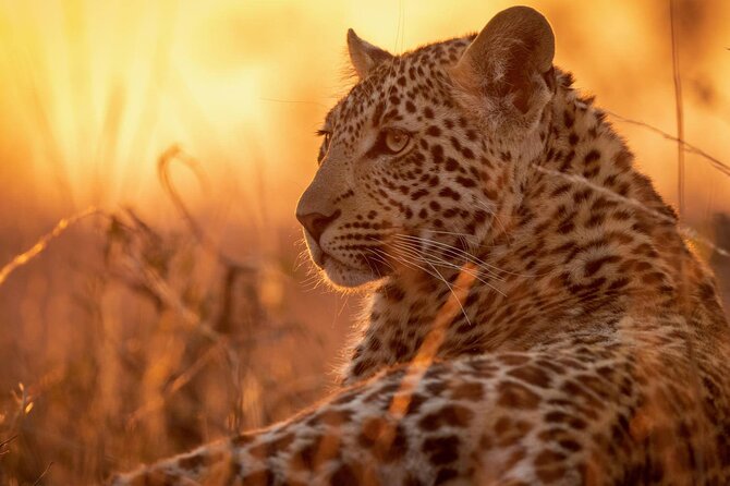 Full Day Safari to Mikumi National Park from Zanzibar with Lunch - Key points before you book