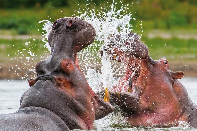 Full Day Safari to Mikumi National Park from Zanzibar with Lunch - From Zanzibar to Mikumi in one long day
