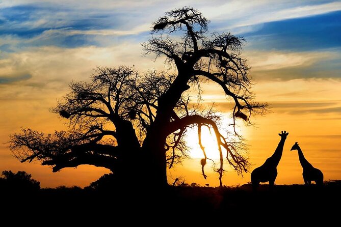 Full Day Safari to Mikumi National Park from Zanzibar with Lunch - A private vehicle makes the short schedule easier