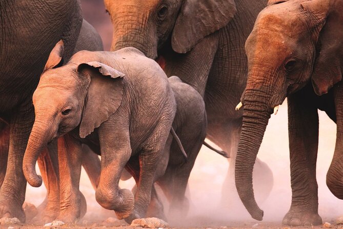 Full Day Safari to Mikumi National Park from Zanzibar with Lunch - Is $3,000 per person good value?