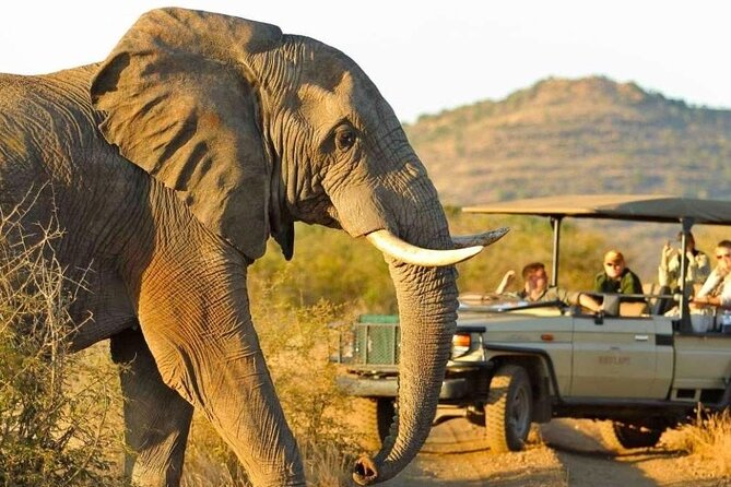 Full Day Safari to Mikumi National Park from Zanzibar with Lunch - Timing, comfort, and the small print