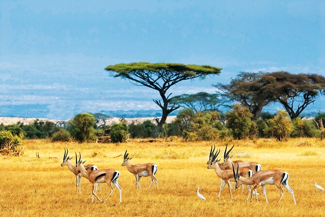 Full Day Safari to Mikumi National Park from Zanzibar with Lunch - Wildlife sightings you might remember