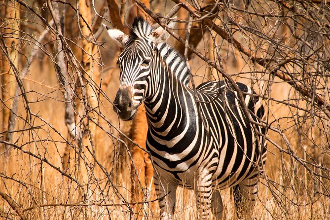 Full Day Safari to Mikumi National Park from Zanzibar with Lunch - What the Mikumi game drive offers