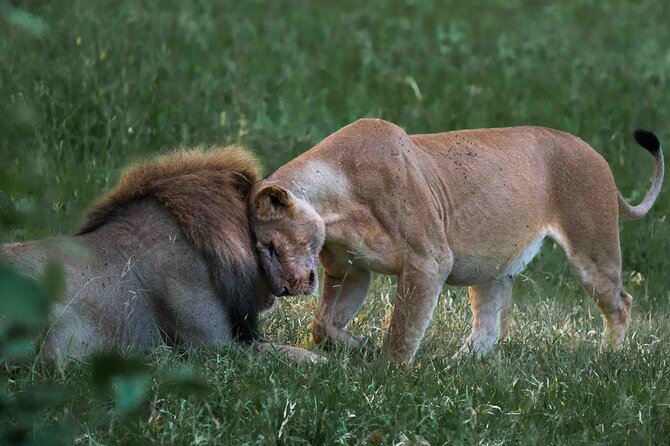 Full-Day Safari Tour from Mikumi National Park of Zanzibar - Landing inside the park