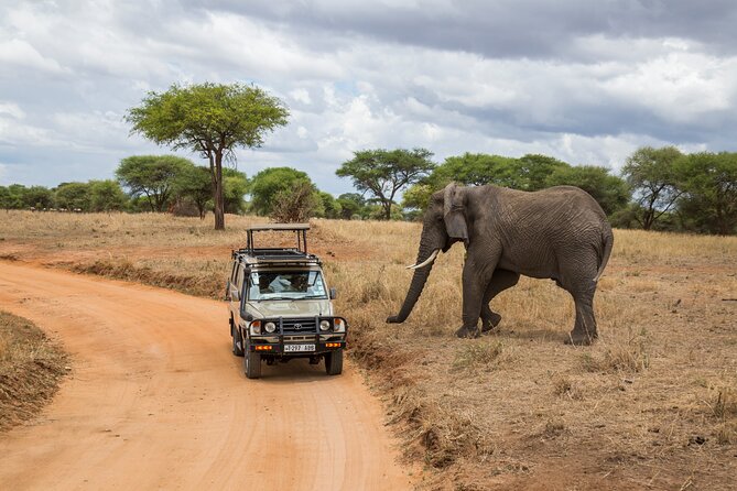 Full-Day Safari Tour from Mikumi National Park of Zanzibar - A few hours of driving, lunch, then more wildlife