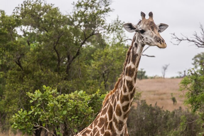 Full-Day Safari Tour from Mikumi National Park of Zanzibar - Timing, cancellation, and practical planning