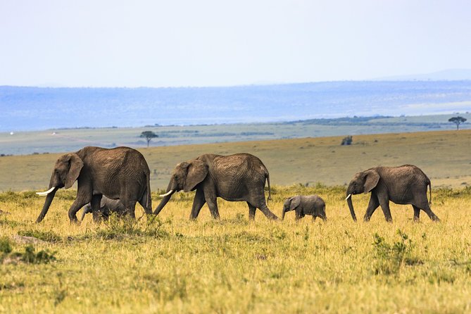 Full-Day Serengeti Tour from Mwanza - Key points to know before booking