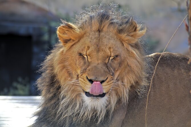 Full-Day Serengeti Tour from Mwanza - Why this Mwanza day safari makes sense