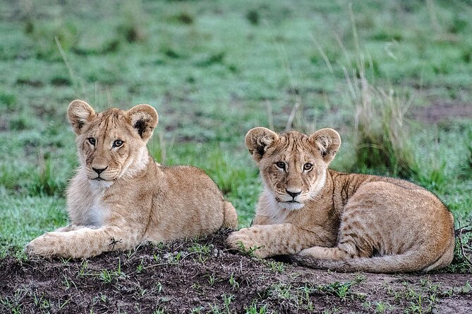 Full-Day Serengeti Tour from Mwanza - The Serengeti’s great animal cast