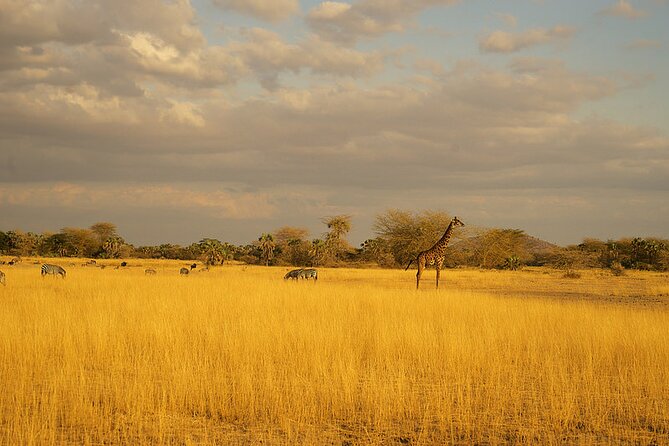 Full-Day Serengeti Tour from Mwanza - The afternoon drive and the return to Mwanza
