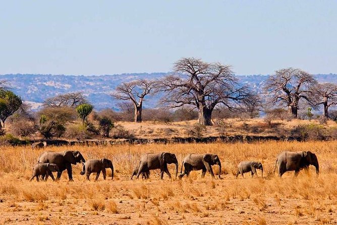 Full Day To Arusha National Park - Giraffes, buffalo, zebra, and relaxed wildlife