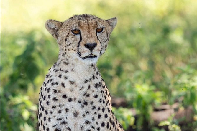 Full Day To Arusha National Park - Flamingos and the park’s smaller surprises