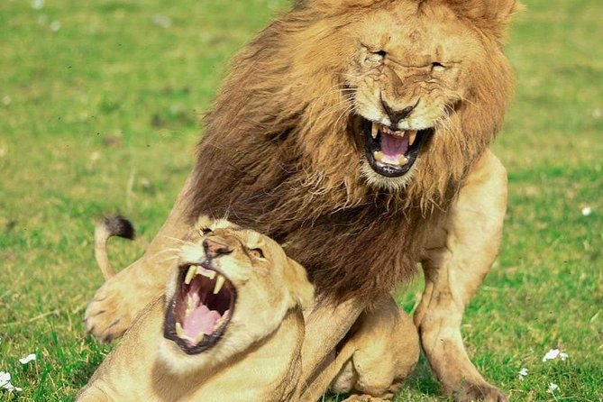 Full Day To Arusha National Park - The walking safari with an armed ranger