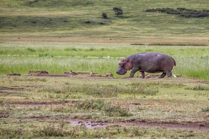 Full Day To Arusha National Park - Starting at Sokoine Road at 7:00 am