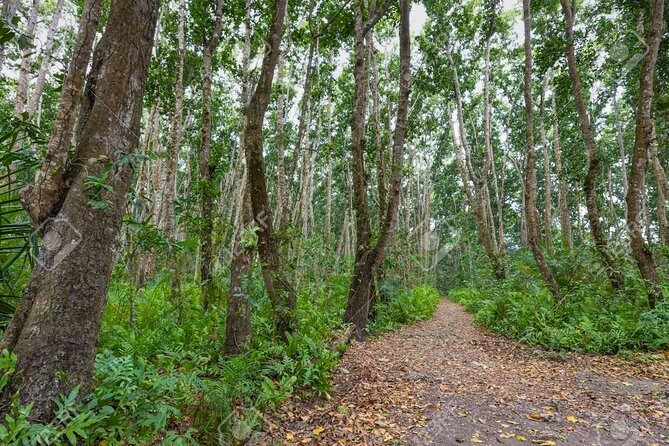 Full-day Tour Mnemba Jozani Forest Kuza Cave Paje Beach The Rock - What $140 includes, and where the value lies