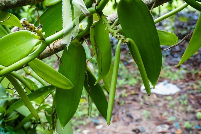Full Day Tour Stone Town (City tour)+Prison Island and Spice Farm - Should you book this tour?