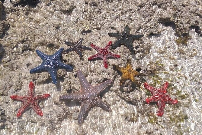 Fullday trip to Pungume and Uzi Island for Snorkeling and more - Transport, timing, and comfort