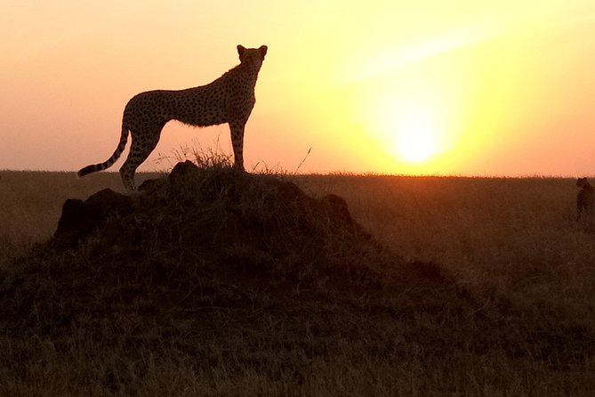 godsonadventures-plains2peaks Ltd - Day one: Tarangire’s baobabs and elephant herds