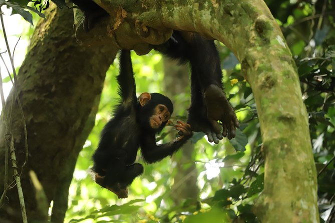 Gombe National Park Chimpanzee Trekking - Looking for chimpanzees in the forest